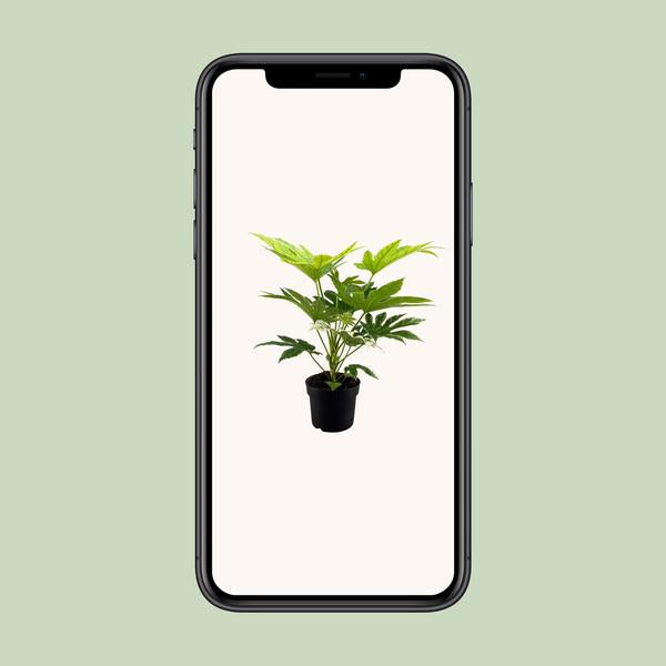Toile d'araignée Fatsia Japonica - Ø17cm - ↕50cm