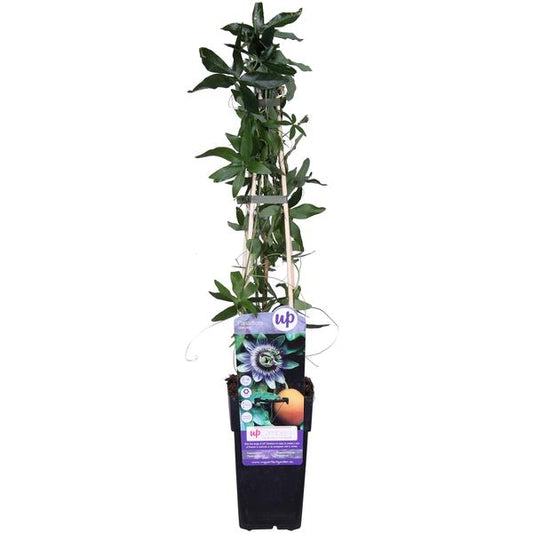Passiflore Bleu caerulea - Ø15cm - ↕65cm