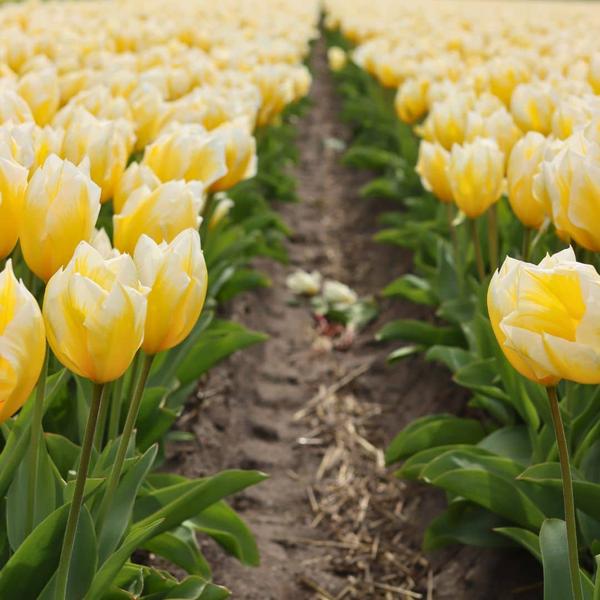 Flowerbulbs Amsterdam - Yellow Splash - 30 bulbes à fleurs - Taille 12+