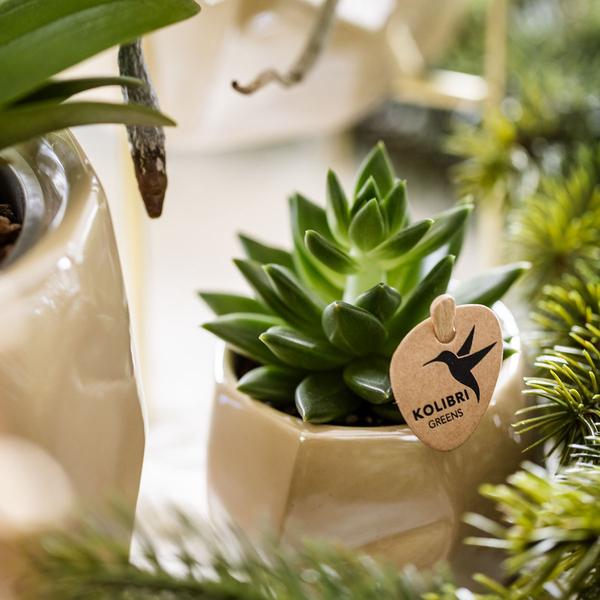 Compagnie des Colibris | Ensemble de plantes + pots décoratifs pour décoration de table dîner - taille pot Ø9cm & Ø6cm | plantes d'intérieur à fleurs - fraîchement sorties du producteur