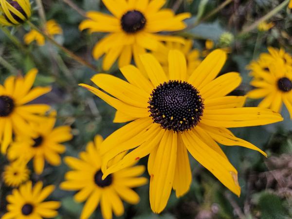 Rudbeckia fulgida 'Goldsturm' - ↕10-25cm - Ø9cm - 60x