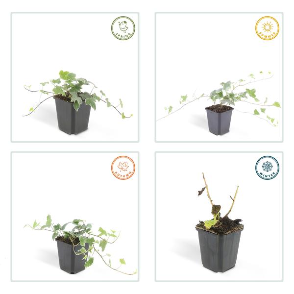 Hedera helix 'Glacier' - ↕10-25cm - Ø9cm - 6x