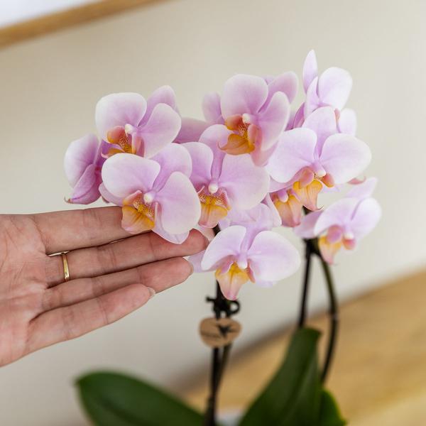 Orchidées colibris | COMBI DEAL de 2 Orchidées phalaenopsis roses - Andorre - taille du pot Ø9cm | plante d'intérieur à fleurs - fraîchement sortie du producteur