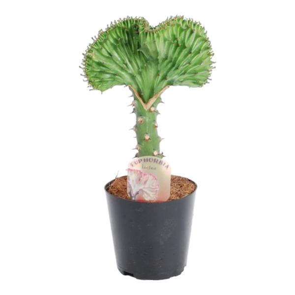 Euphorbia lactea Cristata vert - 35 cm - ø12