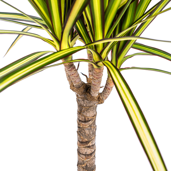 Dracaena Marginata Sunray Ø17cm - ↕25cm