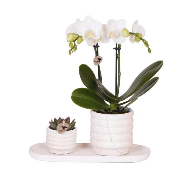 Compagnie des Colibris | Ensemble de plantes Slow Living petit | Orchidée Phalaenopsis blanche Lausanne et succulentes avec pots décoratifs en céramique sur plateau biologique blanc
