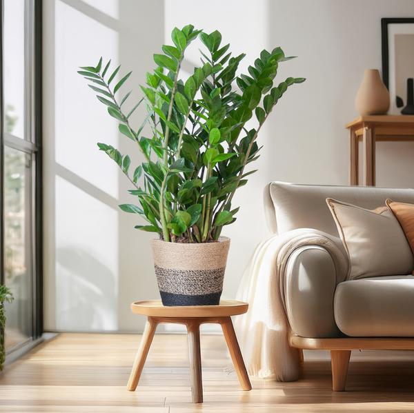 Zamioculcas Zamiifolia avec Panier Lisbonne noir - 80cm - Ø21
