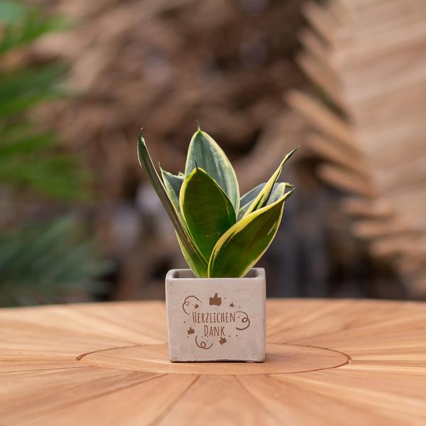 Congreetz® plantpots + Sansevieria | Herzlichen Dank