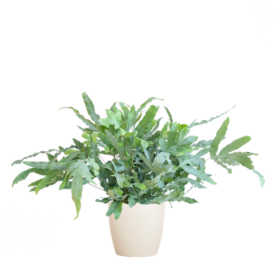 Phlebodium Aureum 'Blue Star' met Viber wit - 40cm - Ø17