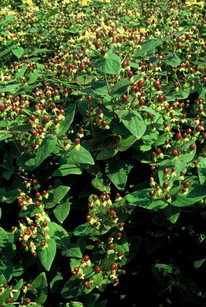 Hypericum inodorum 'Beauty' - ↕10-25cm - Ø9cm - 60x