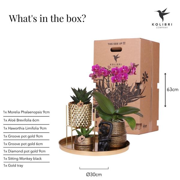 Compagnie des Colibris | Coffret Hôtel Chic | Ensemble de plantes avec orchidées Phalaenopsis violettes et plantes succulentes, avec pots décoratifs en céramique.