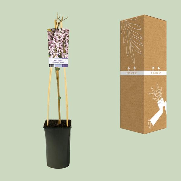 Glycine Floribunda 'Rosea' +Étiquette lumineuse - Ø17cm - ↕75cm