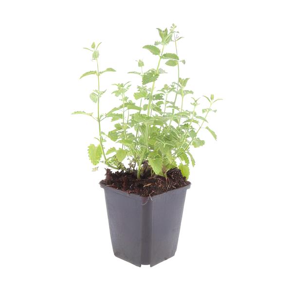 Nepeta 'Six Hills Giant' - ↕10-25cm - Ø9cm - 6x