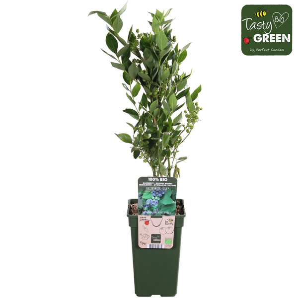 Vaccinium corymbosum 'Reka' - Blauwe bes - Ø13cm - ↕45cm