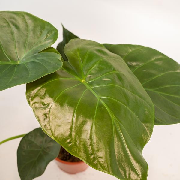 Alocasia Wentii - Ø19cm - ↕65cm + Pot Mayk Or