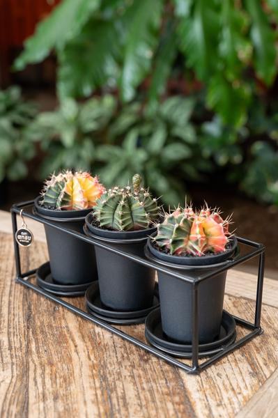 Trio Cactus Dans Cadre Design - Ø25cm - ↕12cm