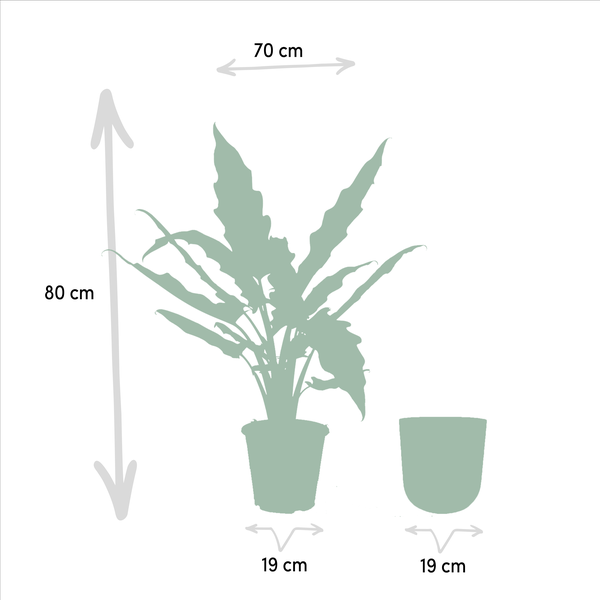 Alocasia Lauterbachiana - Ø19cm - ↕80cm + Pot Mayk Or