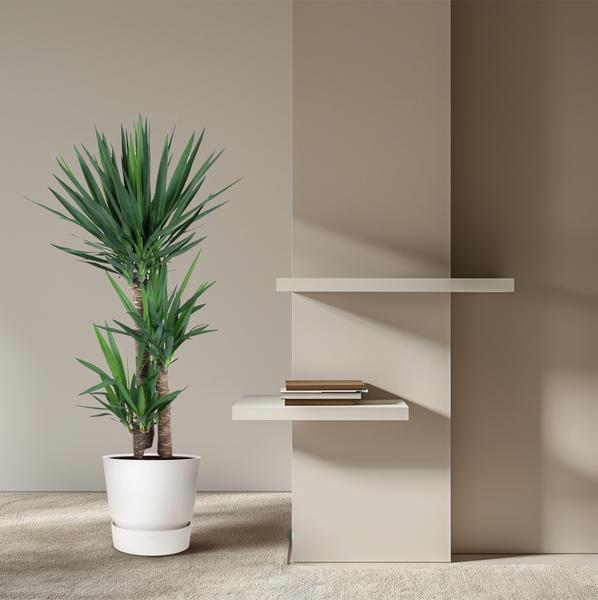 Yucca Éléphantipe - 140 cm - ø27
