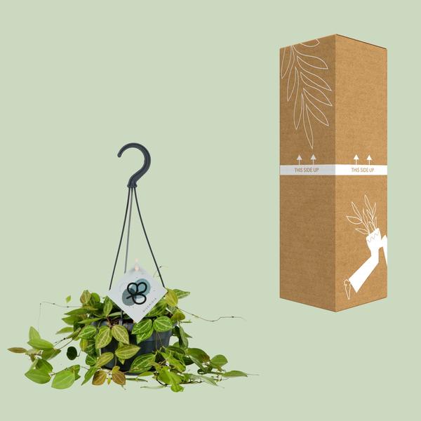 Dischidia ovale - Ø14cm - ↕40cm