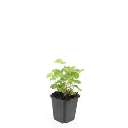 Alchemilla mollis - ↕10-25cm - Ø9cm - 60x