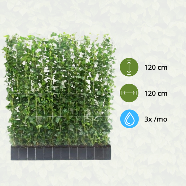 Hedera Hibernica - Lierre - Haie prête à l'emploi | ↔120cm - ↨120cm
