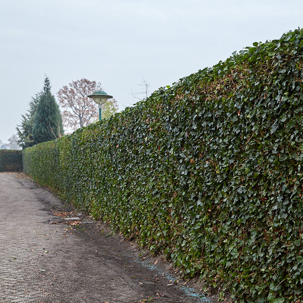Hedera Hibernica - Lierre - Haie prête à l'emploi | ↔120cm - ↨120cm