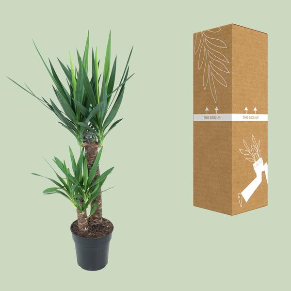 Yucca Éléphantipes - Ø21cm - ↕100cm