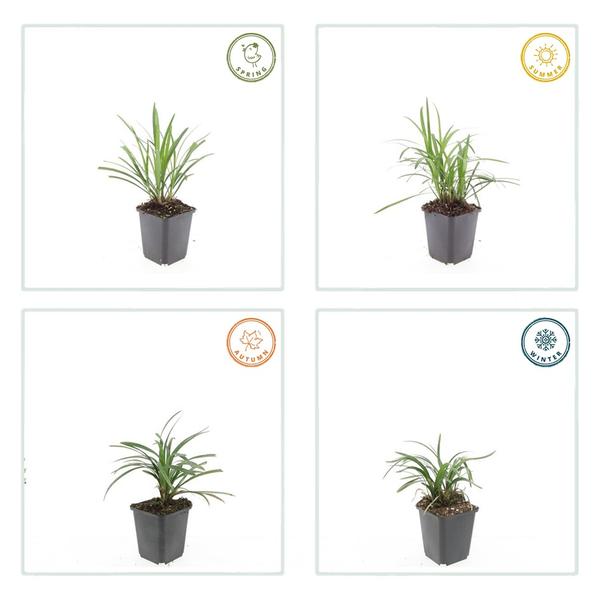 Liriope muscari 'Moneymaker' - ↕10-25cm - Ø9cm - 60x