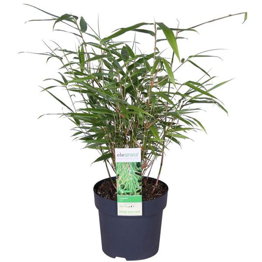 Fargesia rufa - Bambou non invasif - Ø29cm - ↕80cm - Ø14 - ↨40cm