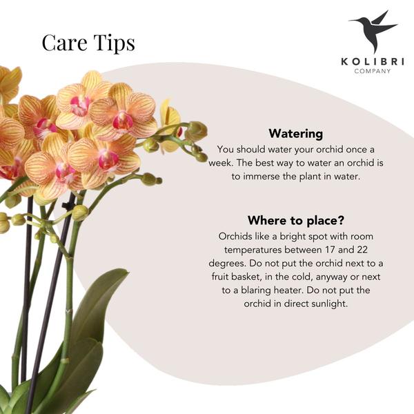 Orchidées colibris | Coffret Optimisme petite pêche | Plante verte avec orchidée Phalaenopsis orange dans des pots décoratifs de bonbons sur un plateau biologique blanc