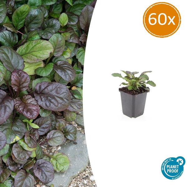 Ajuga reptans 'Catlin's Giant' - ↕10-25cm - Ø9cm - 60x