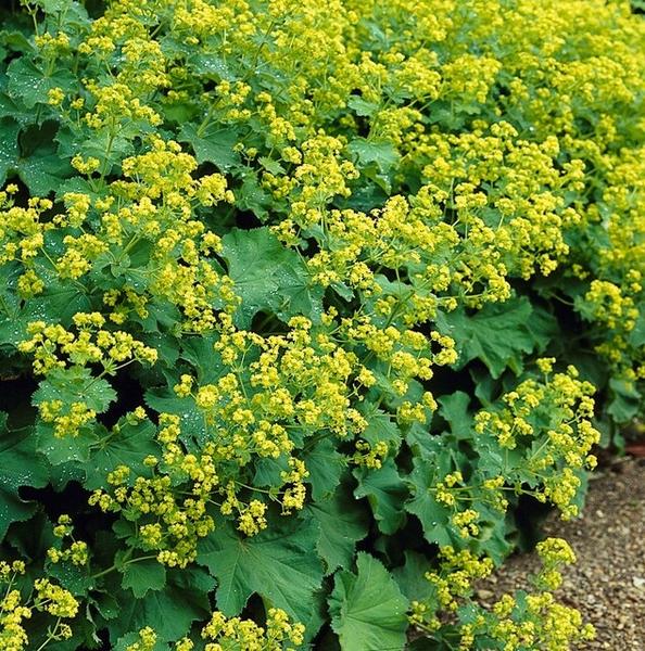 Alchemilla mollis - ↕10-25cm - Ø9cm - 60x