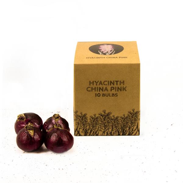 Bulbes à fleurs Amsterdam - Rose de Chine - 10 bulbes à fleurs - Taille 14/15