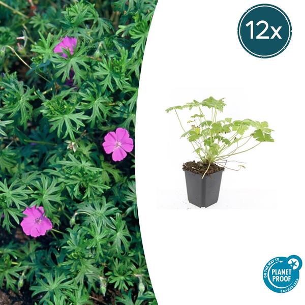 Geranium 'Tiny Monster' - ↕10-25cm - Ø9cm - 12x