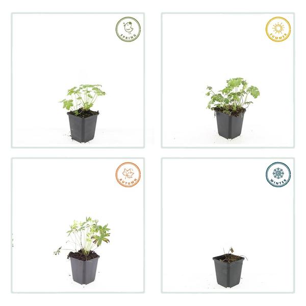 Geranium sang. 'Album' - ↕10-25cm - Ø9cm - 60x