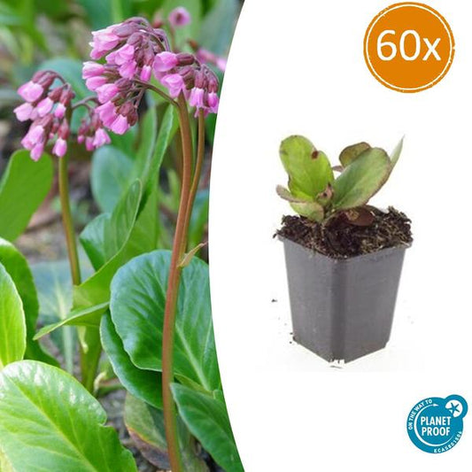 Bergenia cordifolia 'Herbstblüte'  - ↕10-25cm - Ø9cm - 60x