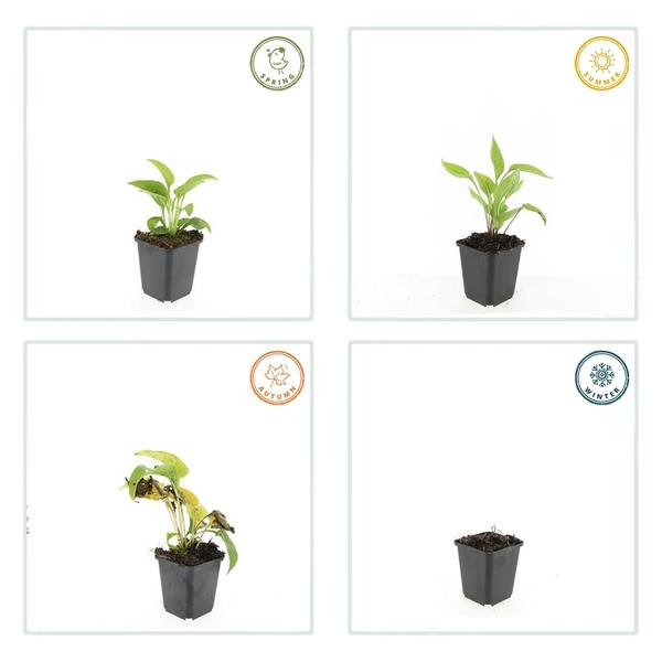 Echinacea p. 'White Swan' - ↕10-25cm - Ø9cm - 60x
