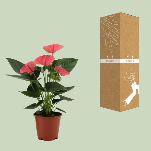 Anthurium Sweet Dream Dans Pochette Transparente - Ø12cm - ↕36cm