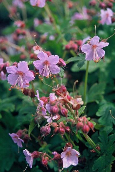 Geranium macr. 'Ingwersen's Var.' - ↕10-25cm - Ø9cm - 60x