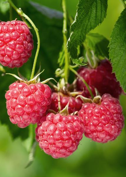 Rubus idaeus 'Malling Promise' - Framboise - Ø13cm - ↕45cm