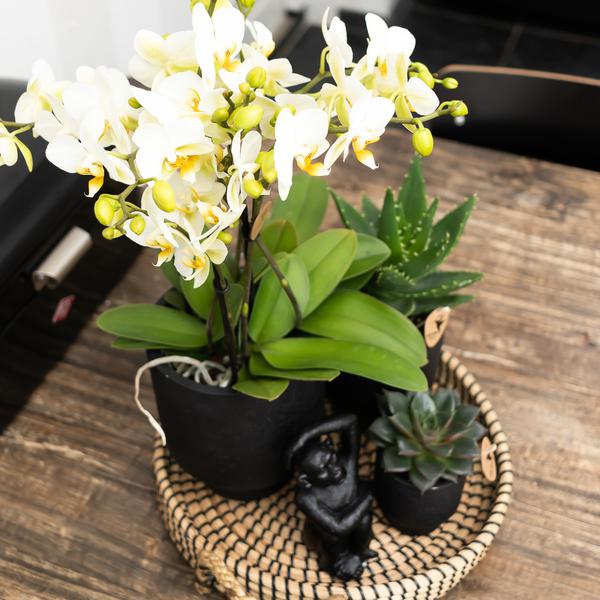 Maison Colibri | Bol décoratif - Plateau tressé noir Ø30cm