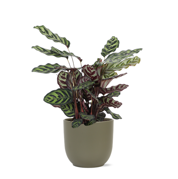 Calathea Makoyana Ø21cm - ↕70cm en pot Boule OLIVE