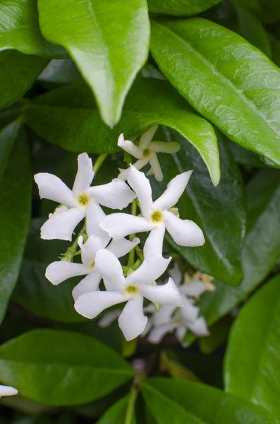 Trachelospermum 'Étoile de Venise' - Jasmin Toscan Blanc - Ø15cm - ↕65cm