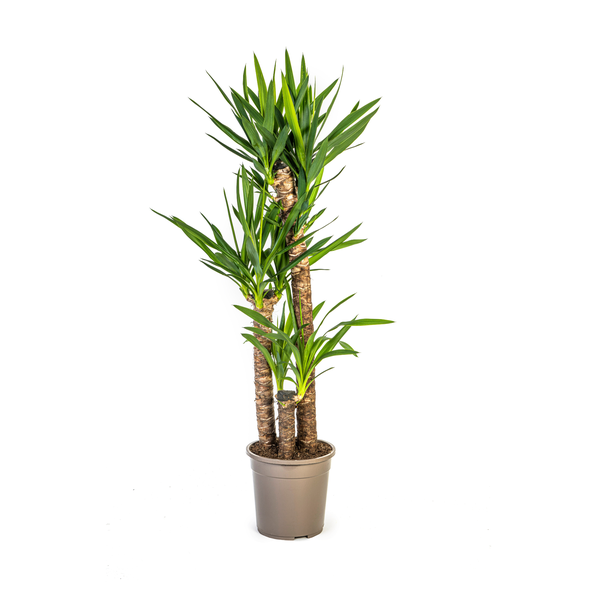 Yucca Éléphantipes Ø24cm - ↕130cm