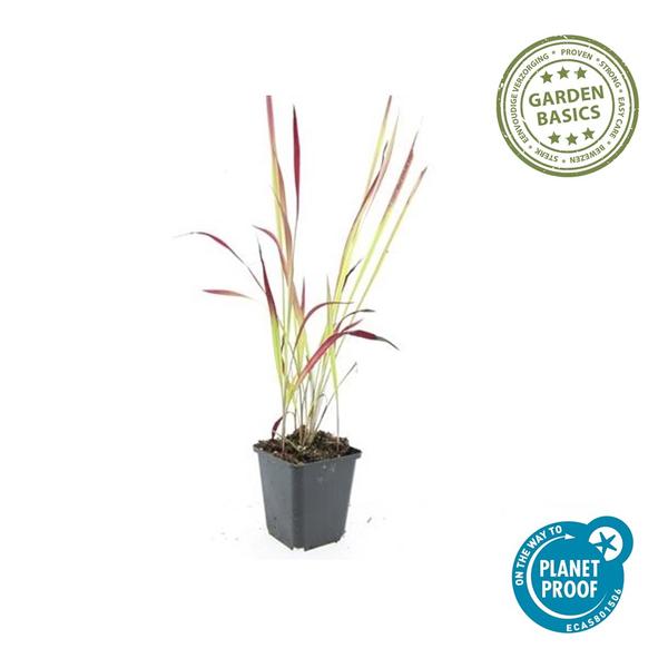 Imperata cylindrica 'Red Baron' - ↕10-25cm - Ø9cm - 60x