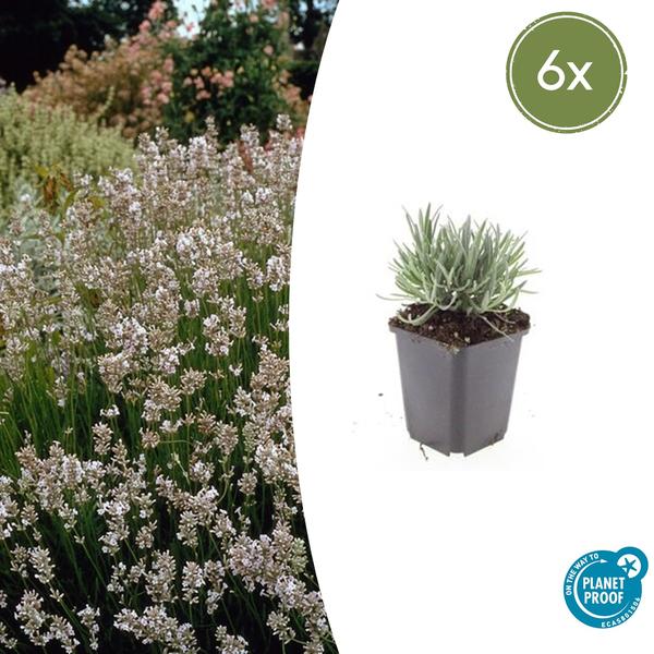 Lavande int. 'Edelweiss' - ↕10-25cm - Ø9cm - 6x