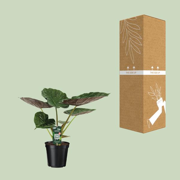 Alocasia Wentii - Oreille d'éléphant - Ø19cm - ↕70cm