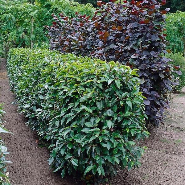 Prunus lusitanica 'Angustifolia' - ↕30-50cm - racine nue - 25x