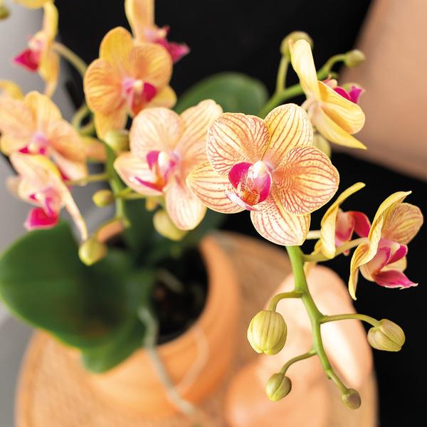 Orchidées colibris | Coffret Optimisme petite pêche | Plante verte avec orchidée Phalaenopsis orange dans des pots décoratifs de bonbons sur un plateau biologique blanc