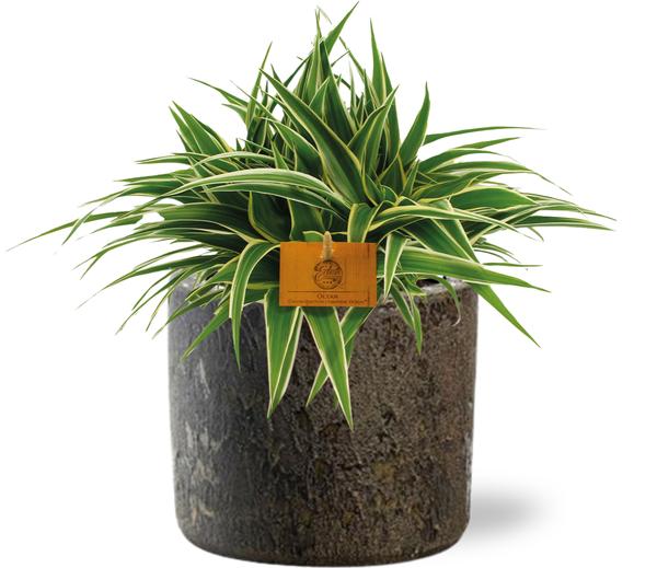 Chlorophytum Ocean - Ø15cm - ↕25cm + Maas Pot D16x14cm - Bruin
